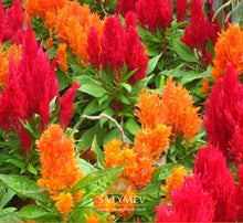 Celosia Orange "Celosia Plumosa" Seeds for growers wanting a homegrown harvest