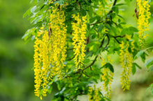 Golden Chain Tree Yellow Seeds (Laburnum anagyroides) valued for fast Growth