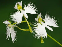 Rare Heirloom White Shrub Seeds for gardeners building out beds and borders