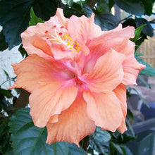 Hibiscus Rosa-Sinensis Rare Orange Pink Seeds for growers planting the Home Tropical Borders