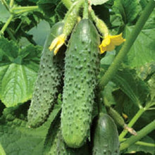 Calabrese Broccoli Seeds for a productive addition to the vegetable patch