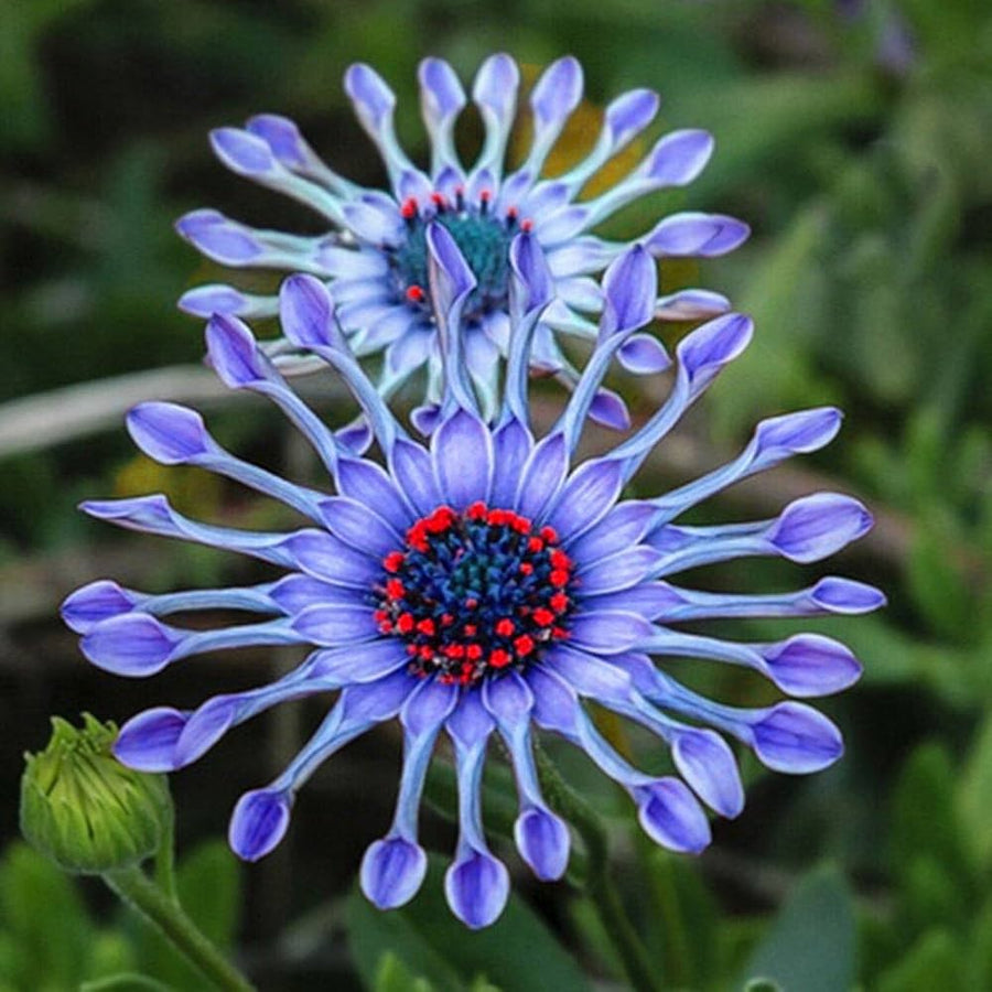Daisy Felicia Amelloides Exotic Blue Flower Seeds for Planting – Suitable for Decorative Home Garden and Pots