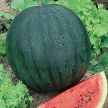 Baby Sugar Watermelon Seeds (Citrullus lanatus) for a reliable harvest in the Vegetable Patch & Home Garden