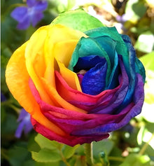 Colorful Rainbow Rose Seeds for a colorful addition to any planting
