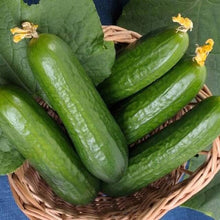 Straight Eight Cucumber Seeds known for gardening