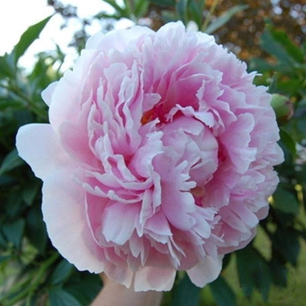 Peony flower Paeonia lactiflora seeds for planting in backyard garden or flower beds