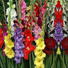 Gladiolus Gladiolus Hortulanus Seeds for colorful blooms in the Backyard Cut Flower Beds
