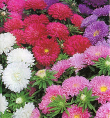 Autumn Coin Plant Seeds (Lunaria annua) for colorful blooms in the fall flower beds and rustic gardens
