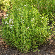 Winter Thyme Thymus Vulgaris Seeds for planting in herb garden