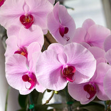 Moth Orchid Phalaenopsis Aphrodite flower Seeds for a lasting display in the indoor pots and home garden displays