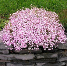 Gypsophila Multicolor Baby’s Breath Flower - for planting in home garden