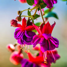 Fuchsia Flower for Planting in Purple Garden Seeds for a bright addition to the Purple Garden