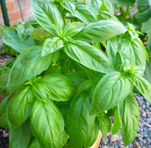 Organic Basil Plants for a fragrant addition to the herb patch
