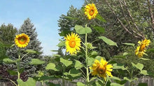 Mammoth Sunflower Seeds for a bright addition to the flower bed