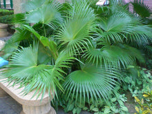 Palmetto Palm Plants for a lasting addition to the Tropical Garden