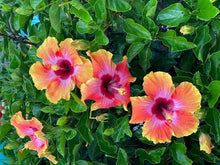 Beautiful Different Colors Japanese Bonsai Potted Hibiscus Seeds for long-term planting in the yard