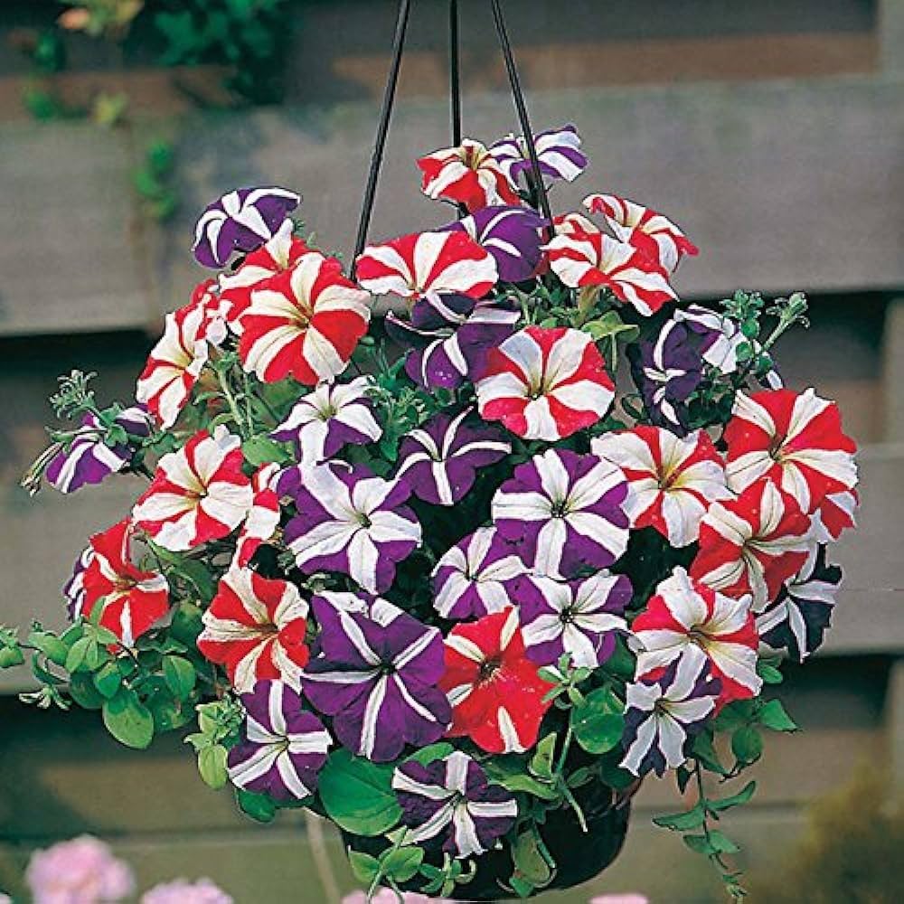 Black Rose White Border Pink Flower - for planting in home garden
