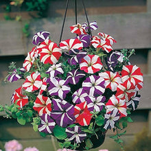 Petunia Petunia Hybrida Mixed Color Waves flower seeds for planting in hanging baskets and home garden borders - for planting in home garden