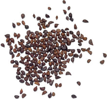 Iris Seeds (Iris spp.) for a lasting display in the Flower Bed