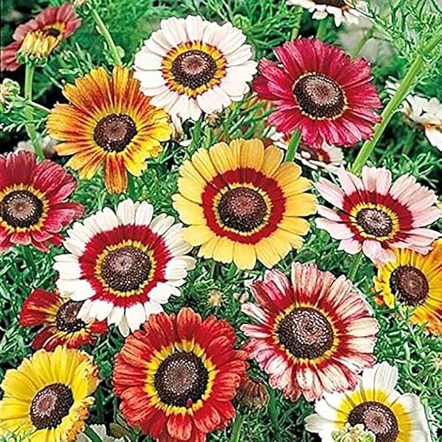 Daisy Bellis Perennis Rainbow Flower Seeds for Planting – Suitable for Vertical Garden and Decorative Landscaping
