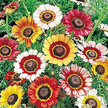 Rainbow - Daisy for planting in home garden
