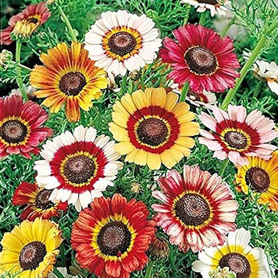 Rainbow - Daisy for planting in home garden