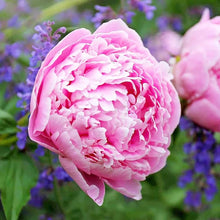 Peony flower Seeds (Paeonia lactiflora) for growers filling out the backyard garden or flower beds