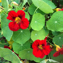 Scarlet Red Nasturtium Re-seeding Annual Seeds for growers filling out the Bright Red Blooms in Your Garden