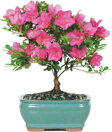 Japanese Azalea Seeds (Rhododendron indicum) for growers establishing the Container Garden