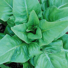 Amish Deer Tongue Lettuce Seeds (Lactuca sativa) for a fresh homegrown crop from the Vegetable Patch