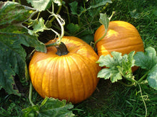 Giant Pumpkin Seeds (Cucurbita maxima) for a reliable harvest in the vegetable patches and fall gardens