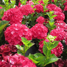 Hydrangea Tohum Garden Flower Plants Seeds for training up trellises and fences