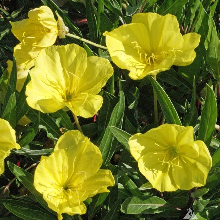 Tall Evening Primrose seeds golden-yellow flowers