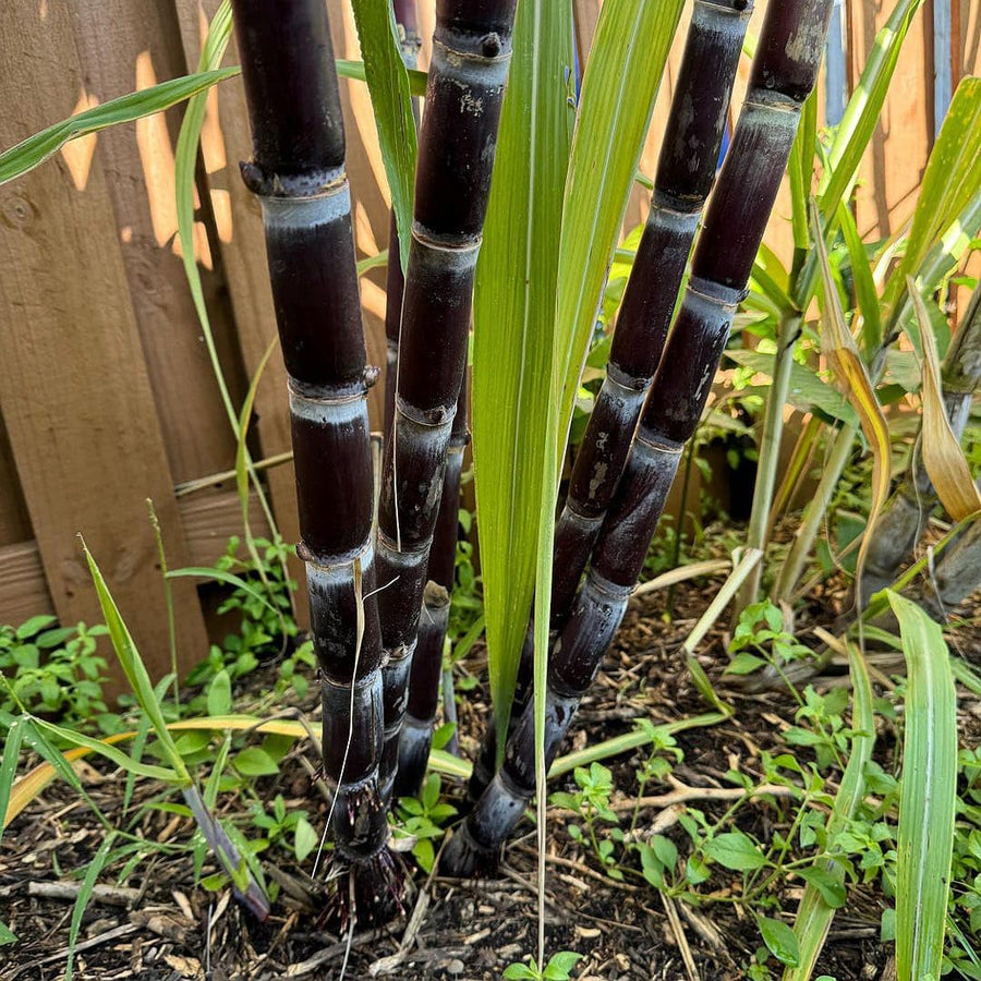 Sugar Cane Seeds et  Ornamental Garden Plant Premium Quality Seeds