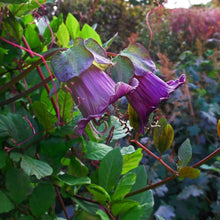 Cup & Saucer Flower Mix Colors Seeds for growers seeking a long-blooming display