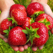 Giant Strawberry Fragaria × Ananassa fruit Seeds for growers planting the home garden and vertical garden planters
