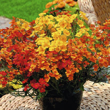 Nemesia Masquerade Seeds for reliable seasonal color