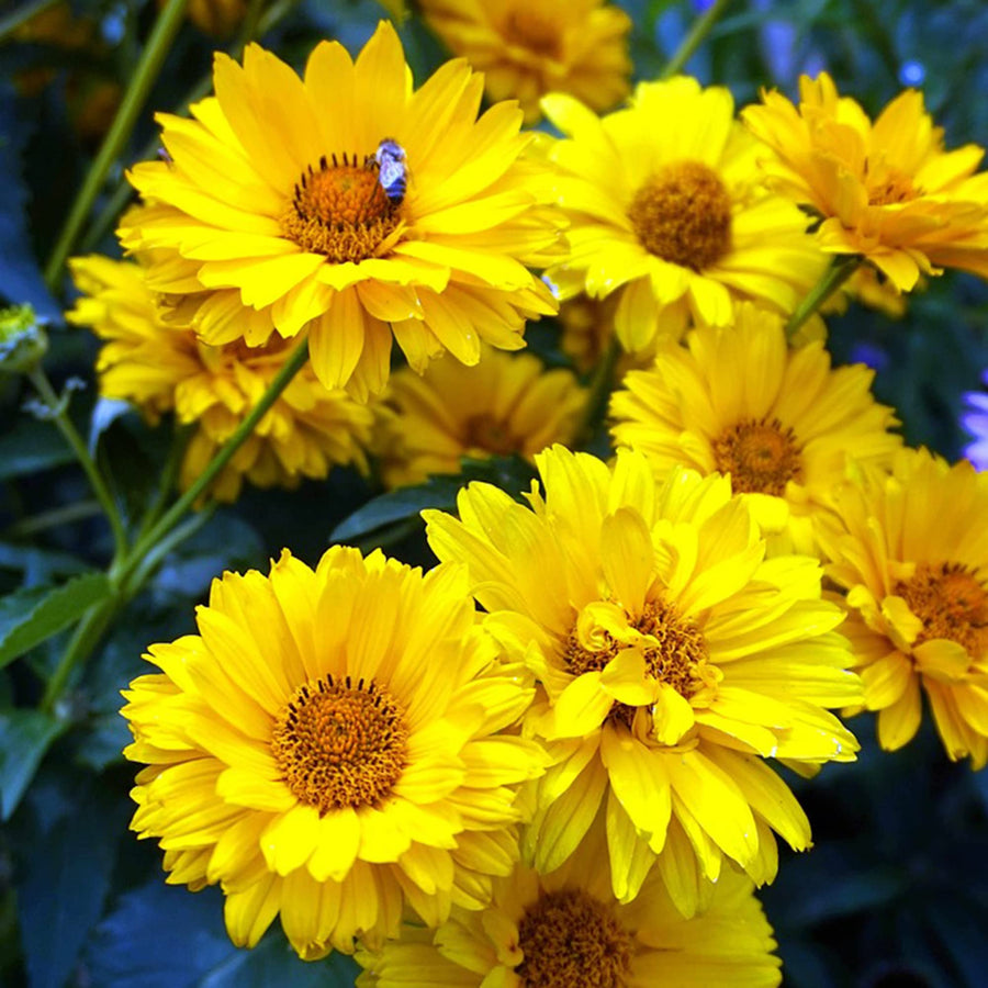 Heliopsis False Sunflower Seeds