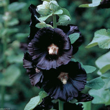 Hollyhock flower Seeds (Alcea rosea) for a bright addition to the cottage gardens or flower beds