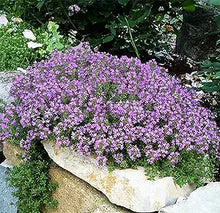 Creeping thyme (Thymus serpyllum) for planting in herb garden