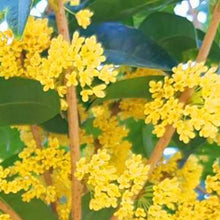 Fragrant Osmanthus Seeds (Osmanthus fragrans) for a bright addition to the home garden landscapes