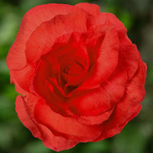 Begonia Mixed Seeds (Begonia spp.) for colorful blooms in the Flower Bed & Home Garden