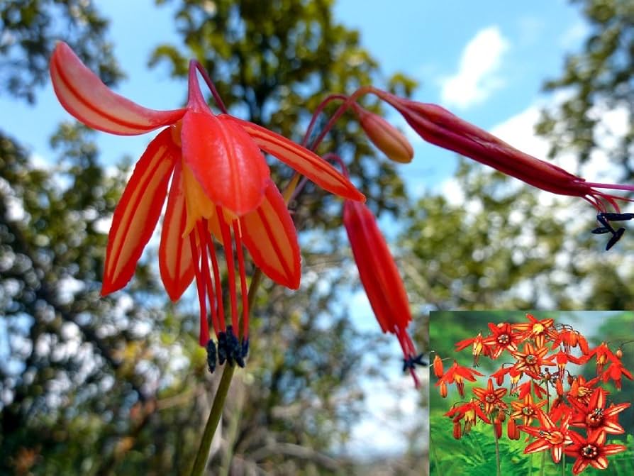 Bessera Elegans ��������� Coral Red ��������� for planting in rare garden displays