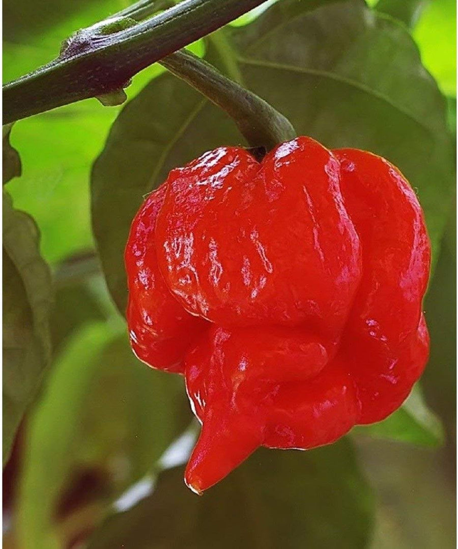 Trinidad Scorpion Butch T Pepper seeds for hot peppers