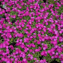 ROCK Cress Seeds for a bright addition to the Dark Pink Garden