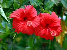 Giant Hardy Hibiscus Seeds for colorful blooms in the Garden, Courtyard, and Potted Planting