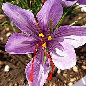 Light Green Saffron (Crocus sativus) for bonsai and flower garden