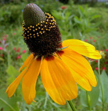Yellow Clasping Coneflower Seeds (Rudbeckia hirta) for colorful blooms in the Flower Bed & Wildflower Garden