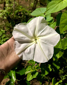 Moonflower ��������� Ipomoea alba ��������� for night garden vine planting