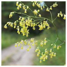 Lila Meadow Rue Thalictrum dioicum seeds for planting in wildflower garden